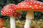 【画像】X民「ベニテングタケ（毒キノコ）食べたい…せや！鍋で食べてバッドトリップしよ」　→　ガチで実食レポートした結果ｗｗｗｗｗ