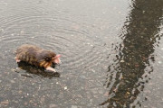 【悲報】モグラさん、雨が凄すぎて土から出てくる