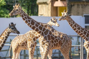 【議論】動物園の動物ってガチ、可哀想だよね。。