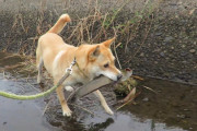 【画像】犬の散歩してたら魚捕まえてきたよ