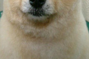 【画像】ポメラニアンを柴犬カットにした結果