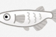 メダカを小さな水槽で飼い始めたら楽しすぎてトロ箱に興味が出だしてやばい
