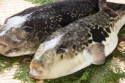 自分で釣った「ふぐ」肝臓含め完食した19歳男性が食中毒！現在は・・・