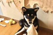 「柴犬は可愛い」「でも家を破壊します」　飼い主のツイートに共感の声あつまる