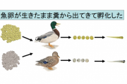 【朗報】魚卵さん、鳥に食べられても死なず糞によって川から川に移動していたと判明