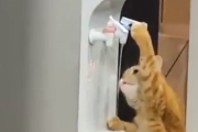 なんて賢い猫なんだ。用意されなくても自分で勝手に水を飲む猫。海外の反応