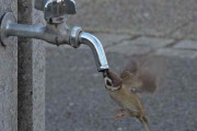 【画像】スズメ、図々しい水の飲み方をしてしまうｗｗｗ