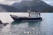 【動画】迫りくるシャチ、狙われたラッコが船に飛び乗る