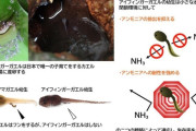 【生物】ウンチをしないオタマジャクシを新発見