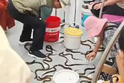【動画】これは大惨事ｗｗｗ地下鉄の車内に大量の生き物をぶちまけてしまう事故。