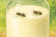 【野生の生きたアリを4匹…】温かい牛乳をいれた瓶に入れて一晩置くと、ヨーグルトになる？！