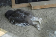?フクロウの赤ちゃんの寝方?