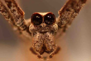 メダマグモ、耳はないけれど優れた聴覚をもつと判明
