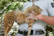 【画像】フランス・コルシカ島の「キツネネコ」、固有種と判明！