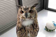 フクロウと話すときは「フクロウ語」で！　ペットの言語で会話できる人がすごすぎる