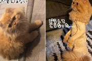 こんなはずじゃ...トリミングに行ったら弱そうなライオンになって帰ってきた2匹の猫