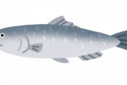 ニシンとかいう美味いかと言われるとちょっと微妙な魚ｗｗｗｗｗｗｗｗ