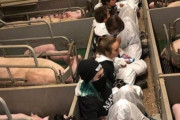 【悲報】ヴィーガンさん、養豚場に集団で押しかけ占拠「豚を食べないでください」