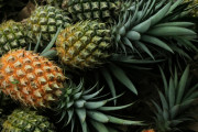台湾パイナップルに害虫、中国が新たに5件通知＝台湾「数が合わない」―台湾メディア