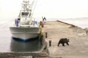 韓国人「人とクマが共存する日本の町」