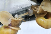 【画像】カタツムリの交尾ｗｗｗ