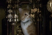 【ねこ画像】なぜかお仏壇にちょこんとお座りする猫さん…小首を傾げる様子がたまりませんwww