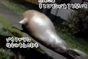 陸地に何を求めて？巨大な象アザラシが夜の街を徘徊し住民びっくり