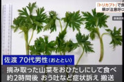 「トリカブト」をお浸しにして食べた男性が病院へ搬送　「モミジガサ（シドケ）」と間違えたか…