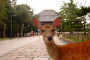 【悲報】 奈良公園のシカ?、観光客から鹿せんべいを貰えなくなってやせたかなしい姿になる
