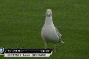 【動画】鳥さん、ポテトチップスを万引きしてしまうw