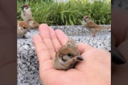 【動画】手に乗るだけじゃなくすっぽりと収まってくれるスズメが可愛い。