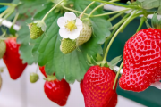 【便利】「いちご狩りガチ勢」の小3女子が教える『本当に甘くて美味い苺の見分け方』がタメになりすぎると話題騒然！　「◯◯だけは白くてもすごく甘いから狙い目」