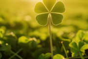 【画像】日本で63葉のクローバーが見つかる！！！！
