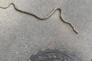 【画像】ヘビ見つけたんやけど種類わかるやつおる？