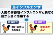 【悲報】鳥インフルエンザ、本格的に人類への感染をスタートさせる　豪州でも女児感染「感染した可能性が高い国名発表」