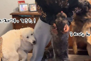 群れのアルファは息子だった！大学から帰省するたびに大興奮する4匹の犬