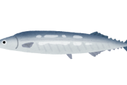 魚ってもう金持ちの食べ物やん