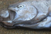 【南海トラフ】高知オワタ、幻の深海魚「リュウグウノツカイ」が2日連続で定置網かかってしまう...