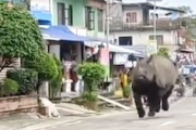 【動画】住宅街にサイが出没！野良サイってこんなにでかいんだw(ﾟoﾟ)w