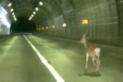 【北海道】えっ、なんで？？？トンネル内に鹿がいるなーと徐行していたら。