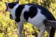 【動画】完全に詰んだ猫、発見されるWiWiWiWiWiWiWiWi