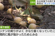 イチョウの枝落下で死亡事故の原因→ギンナンが豊作だったから