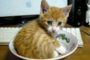 【ねこ動画】どんぶりこねこ、ねこvs飼い主、洗面台のねこ ほか【再】