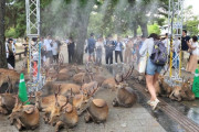奈良公園のミスト、鹿に占拠される