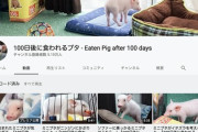 『100日後に食われるブタ』投稿者さん「そのつもりだが食うかは未定」
