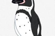 フンボルトペンギン「野生で20000羽しかいません　日本で2000羽飼育されています　」