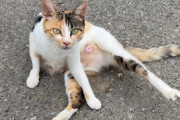 【悲報】もちまる日記、痩せ細った三毛猫を発見…今回は「TNR」するという判断に