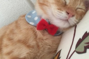 【ねこ画像】割れた花瓶を前に見つめてくる猫さん…これ勝手に壊れたの〜と言いたげなお顔ですwww