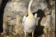 横浜・金沢動物園のペリカン、20年間メスだと思っていたのにオスだったと判明