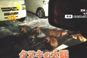 【画像】 約30匹のタヌキが車を包囲！ 専門家「非常に珍しい光景」